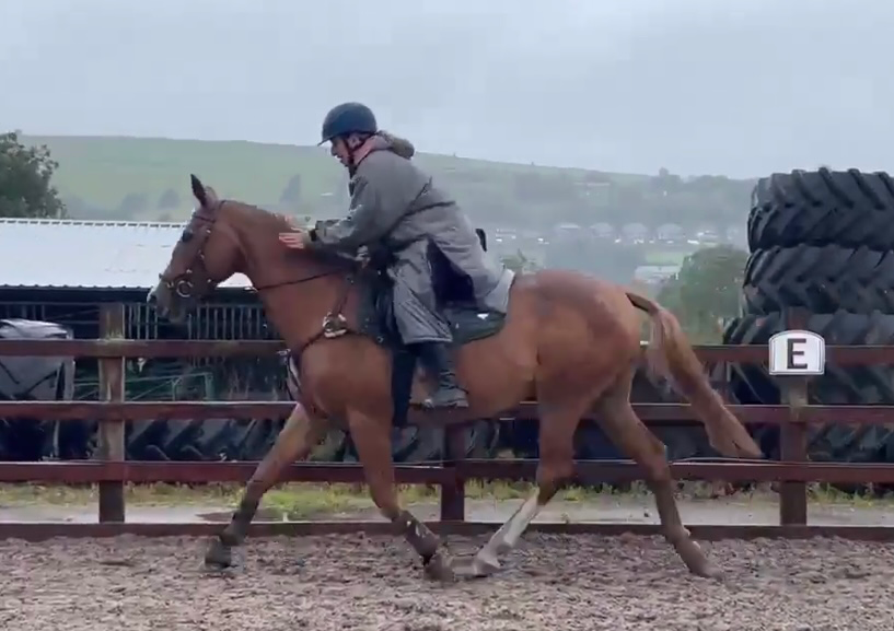 Rider and Horse on Jump Clinic