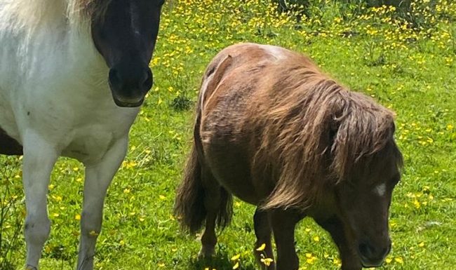Lily the pony and Ginger the shetland