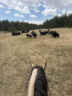 First time on shadow and rounding up the cattle