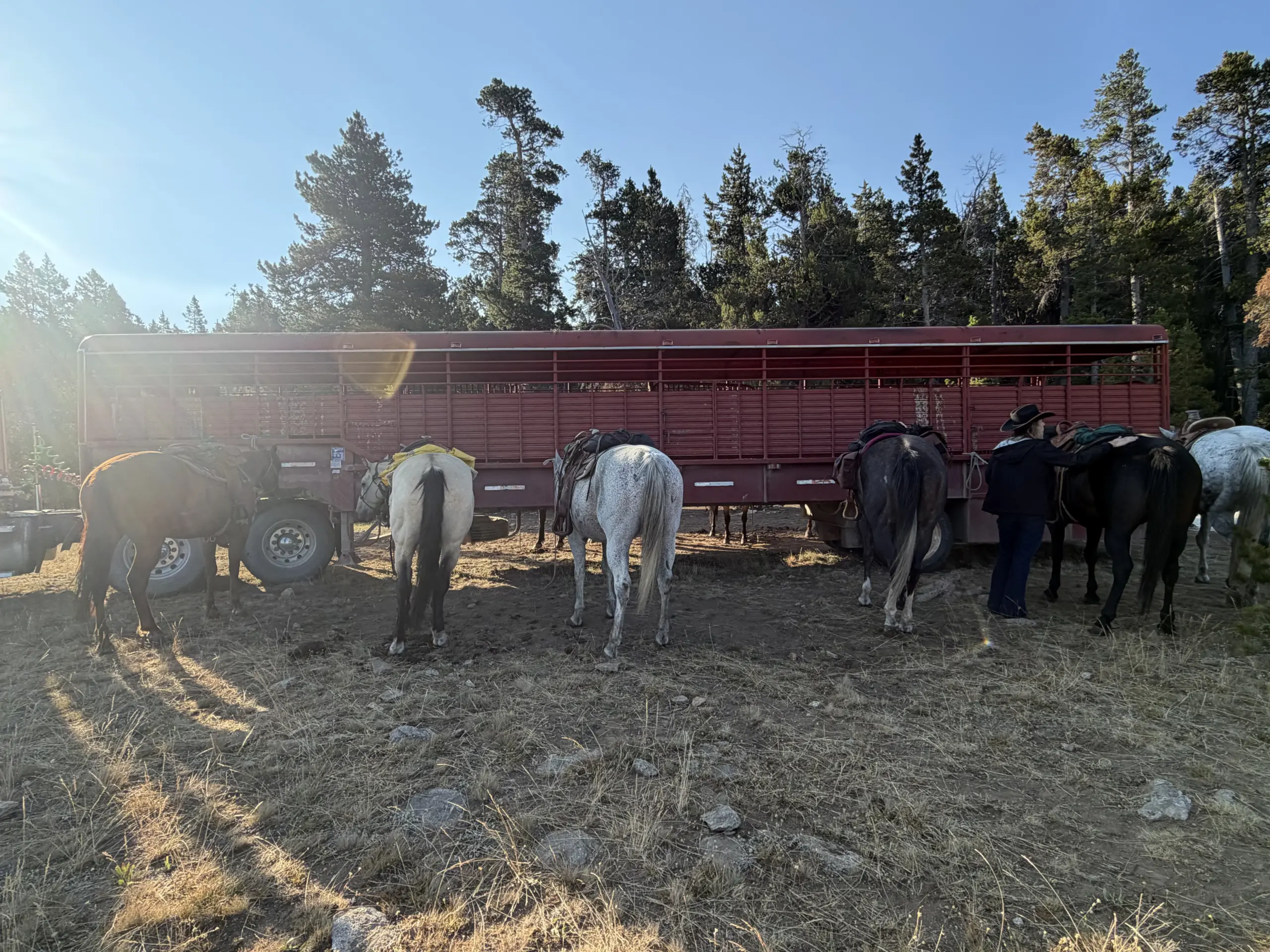 The well behaved horses tethered to the trailer