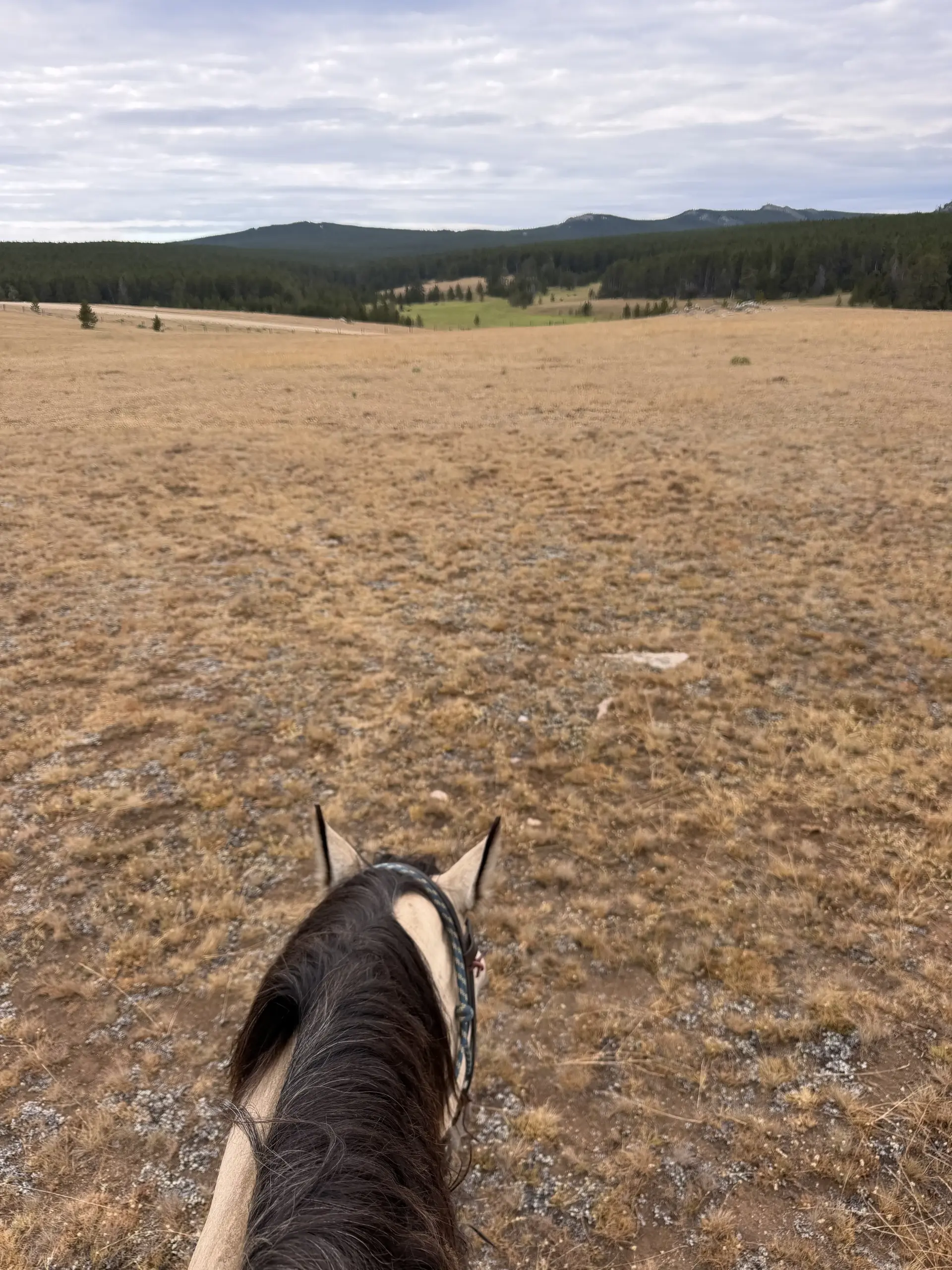 A look at the view from between Shadow's ears