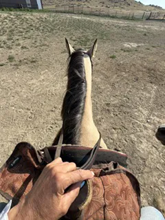 How the reins are held in western riding.