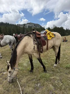 Letting Shadow have some grass and a break