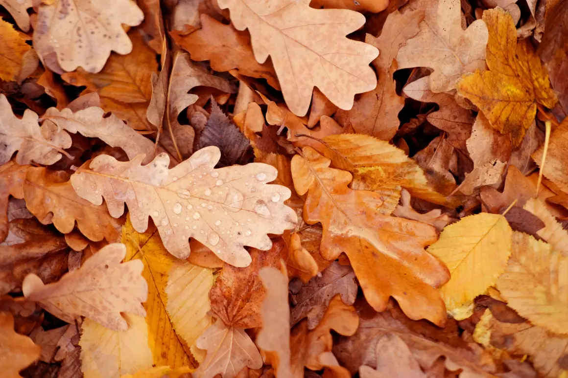 autumn leaves