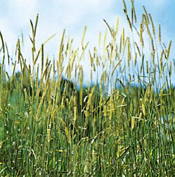 timothy grass